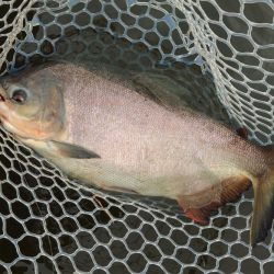 アマゾンの怪魚にチャレンジ！